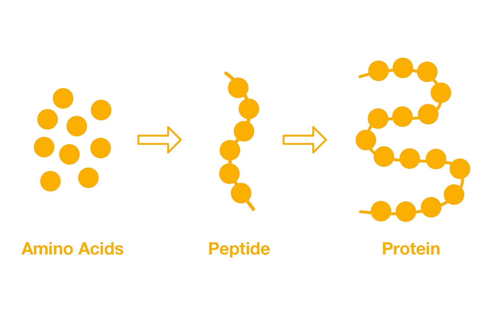 Grafik: von der Aminosäure zu Peptide zum Protein
