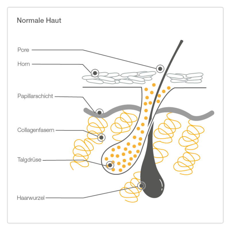 Infografik: Normale Haut (Hautaufbau)